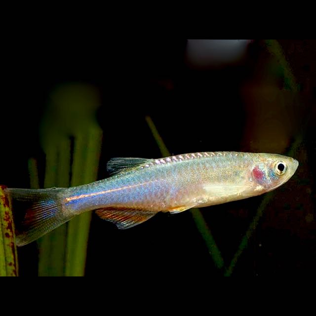 Brachyd.albolineatus  Blauwe danio M@